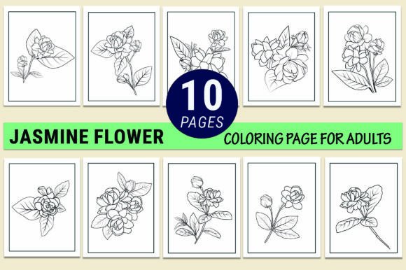 Jasmine Flowers Coloring Pages Graphics