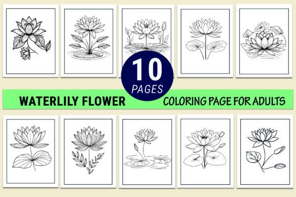 Waterlily Drawing Coloring Pages Graphics